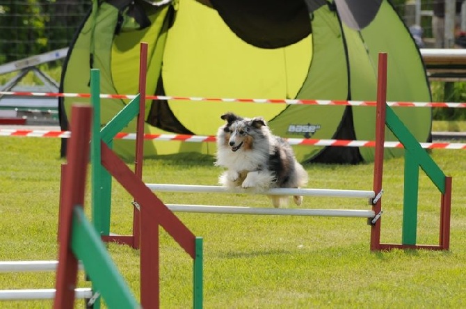 des Crocs de Provence - Concours d'agility de Marignane