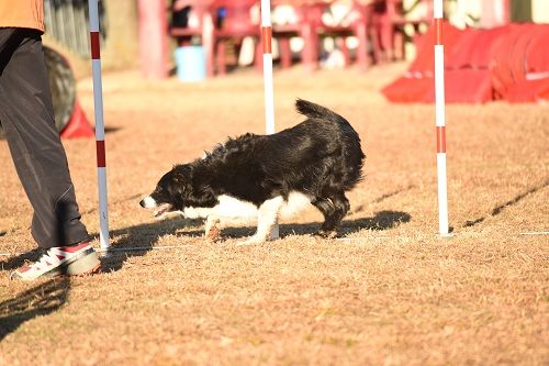 des Crocs de Provence - Concours d'agility des Cadéou