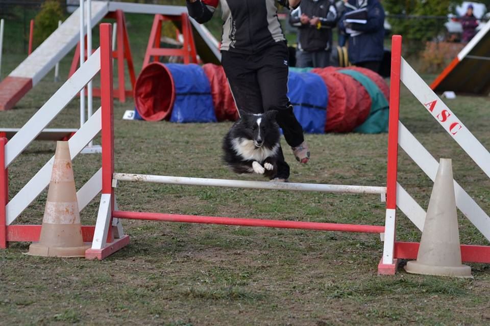 des Crocs de Provence - Concours d'agility de la Côte bleue