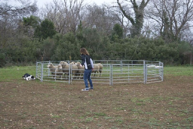 des Crocs de Provence - Stage troupeau pour Iliade