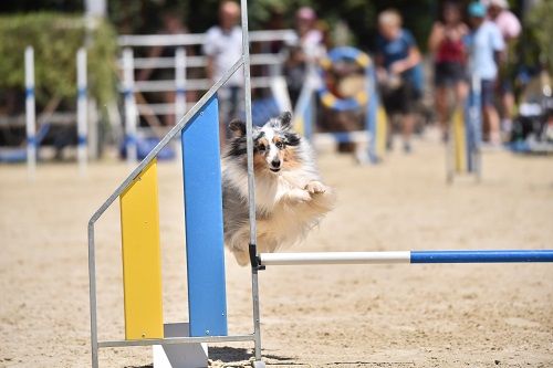 des Crocs de Provence - Concours d'agility de Saint Laurent de Mure