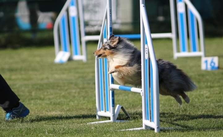 des Crocs de Provence - Concours d'agility de Lorette