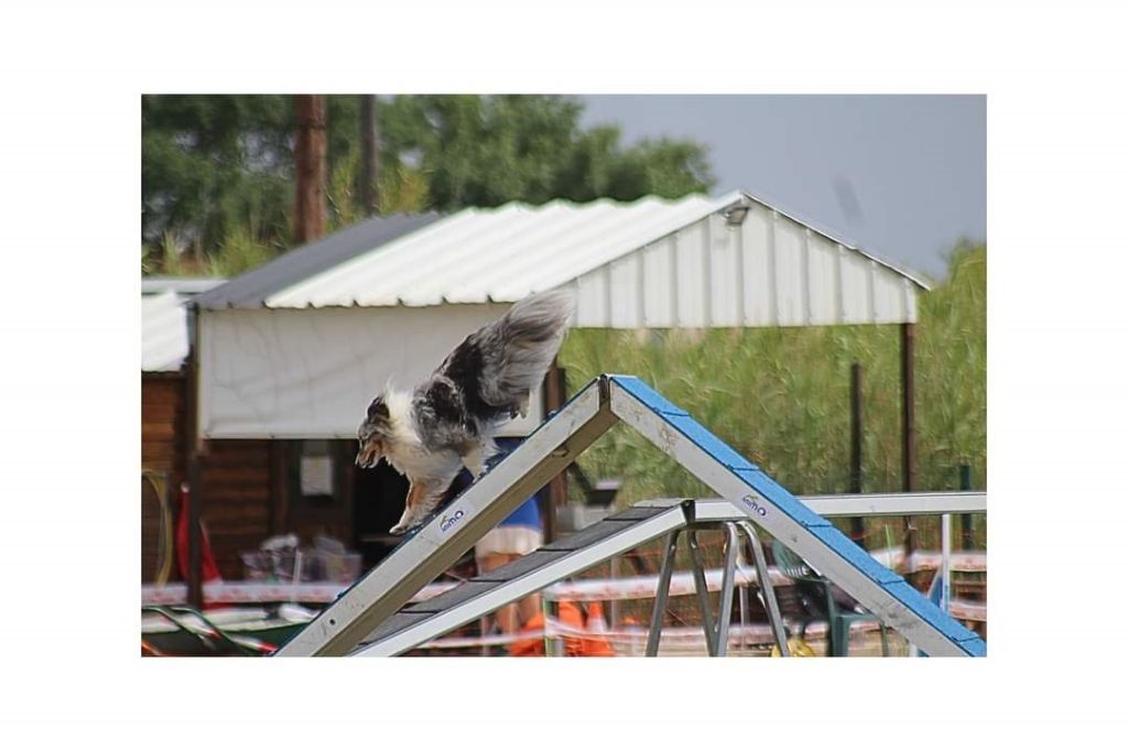 des Crocs de Provence - Concours d'agility de Marignane