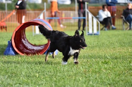 des Crocs de Provence - Concours d'agility de l'Amicale Cévenole