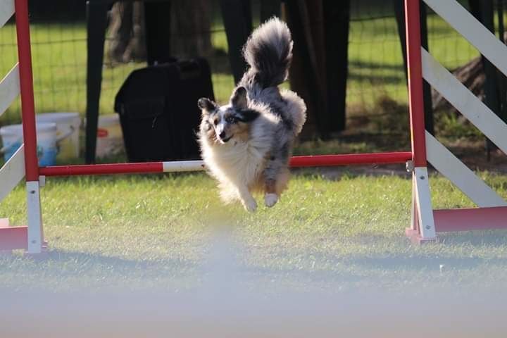 des Crocs de Provence - Concours d'agility de Miramas