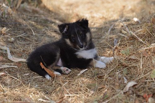 des Crocs de Provence - Les chiots de Jen et Iakari ont eu 7 semaines