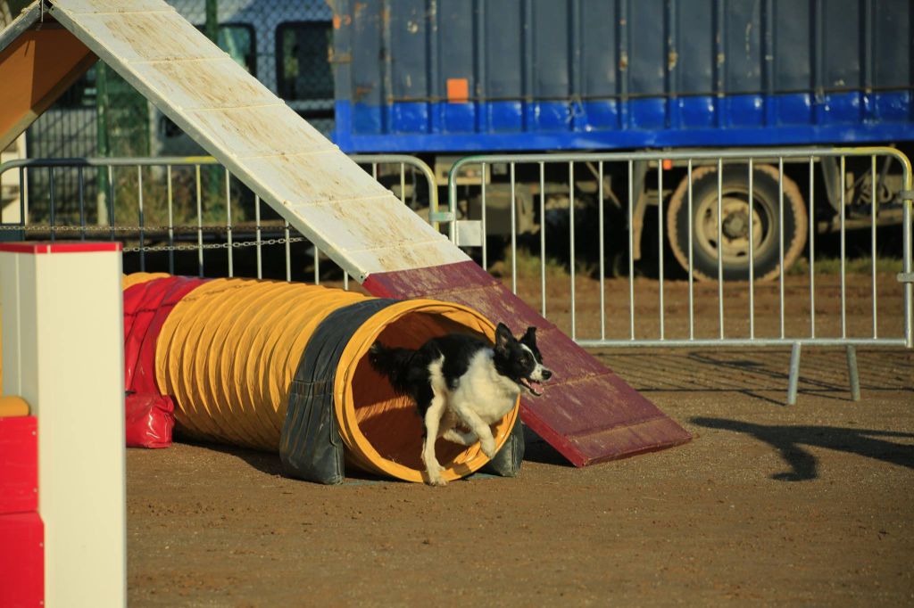 des Crocs de Provence - Concours d'agility de Hyères