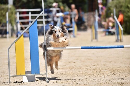 des Crocs de Provence - Concours d'agility des Cadéous