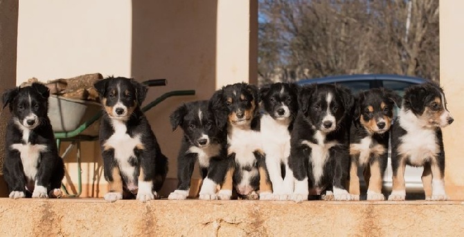 des Crocs de Provence - Les chiots ont 7 semaines