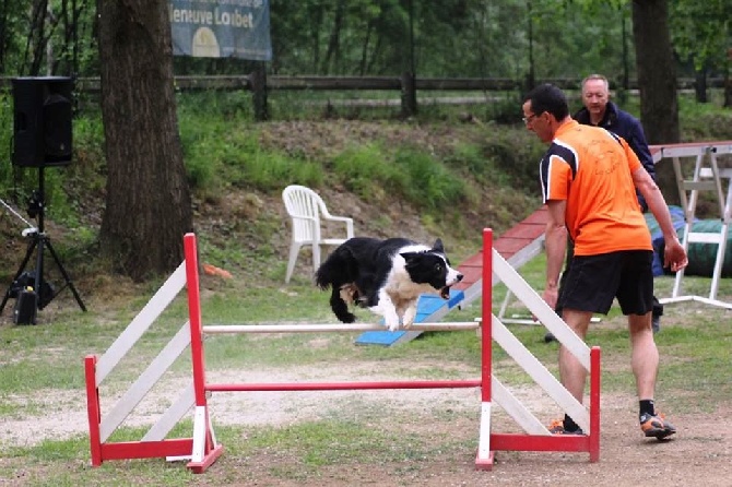 des Crocs de Provence - Concours d'agility de Briançon