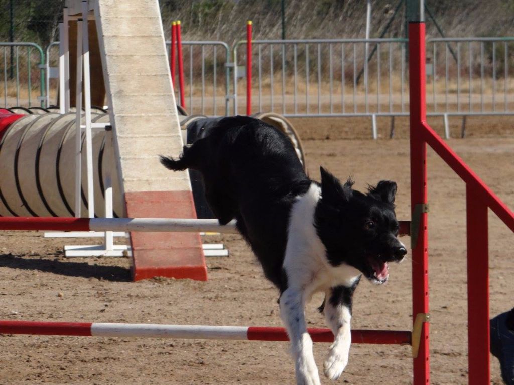 des Crocs de Provence - Concours d'agility de Mouriès