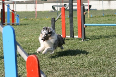 des Crocs de Provence - Concours d'agility d'Arnas