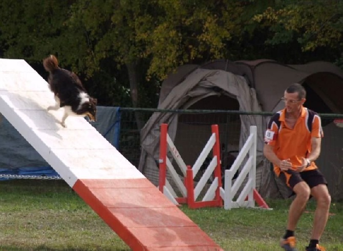 des Crocs de Provence - Concours d'agility d'Aix en Provence