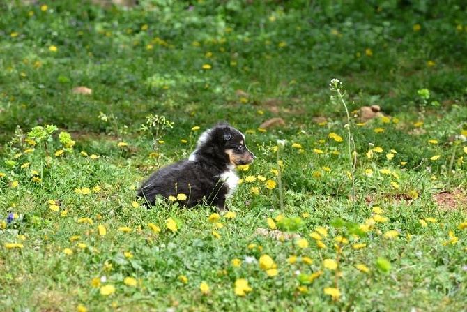 des Crocs de Provence - Les chiots de Jen ont 6 semaines