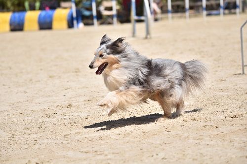 des Crocs de Provence - Concours d'agility des Cadéous