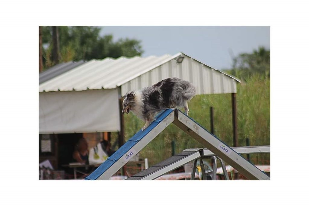 des Crocs de Provence - Concours d'agility de Fos sur Mer