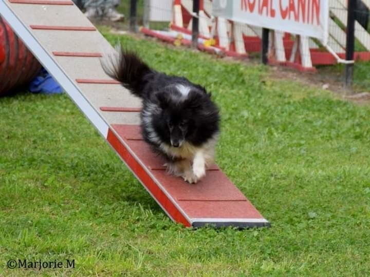 des Crocs de Provence - Photo souvenir de Cheyenne en agility