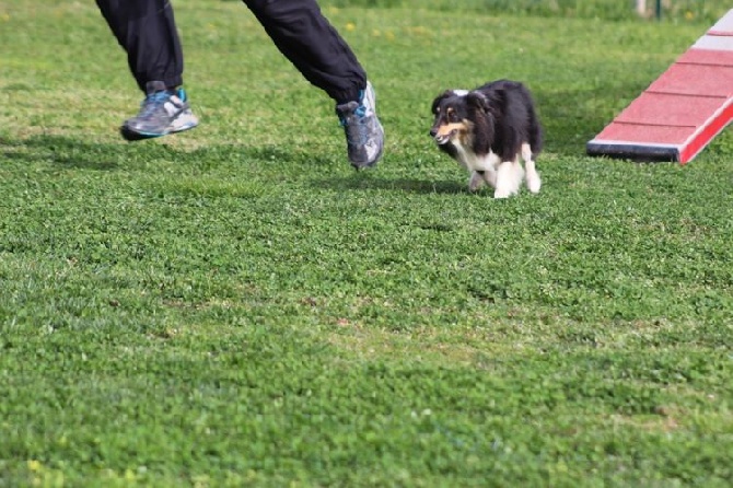 des Crocs de Provence - Concours d'agility d'Aix-en-Provence