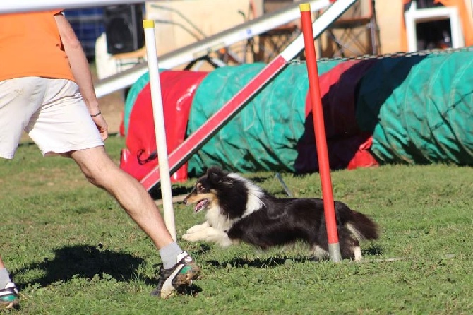 des Crocs de Provence - Concours d'agility des Cadéou