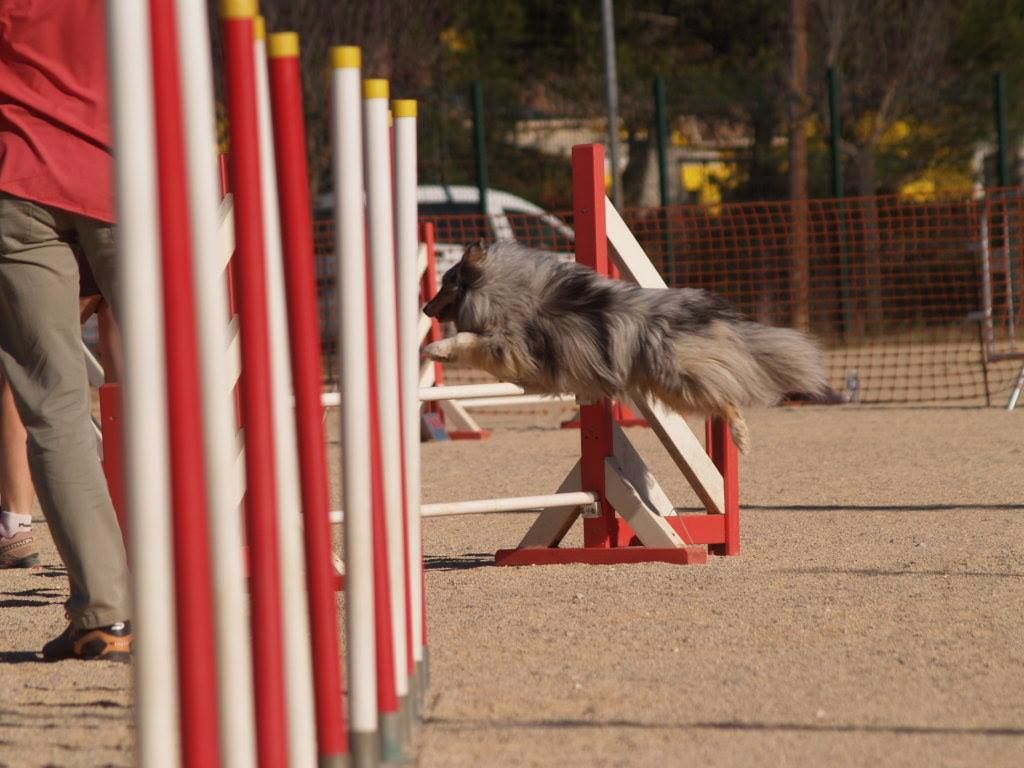 des Crocs de Provence - Brevet d'agility pour June