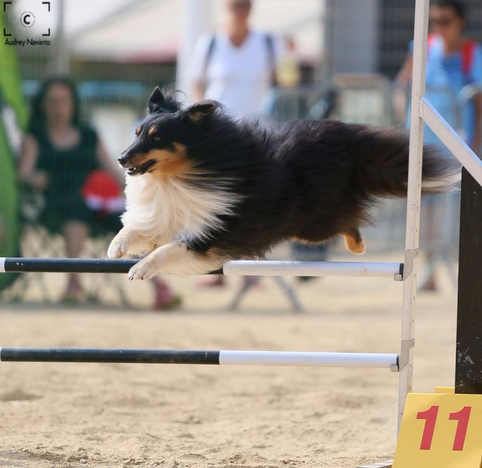 des Crocs de Provence - Concours d'agility de Saint Martin de Crau