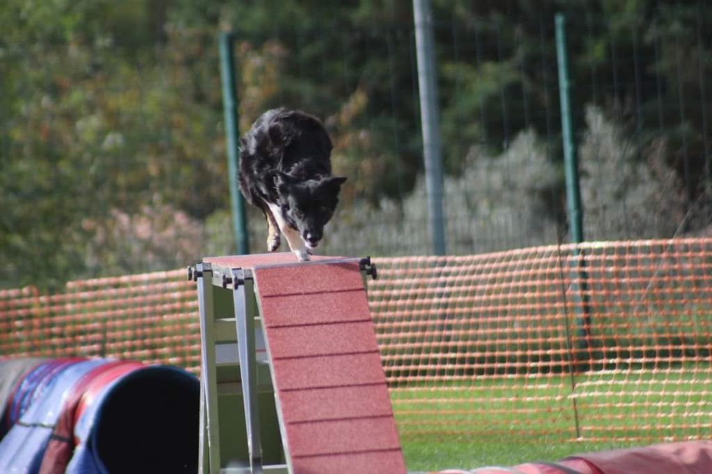 des Crocs de Provence - Concours d'agility des Cadéou