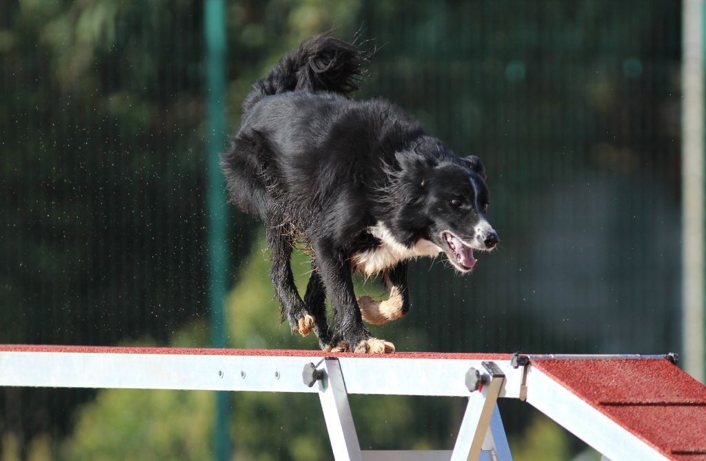 des Crocs de Provence - Concours d'agility des Cadéous