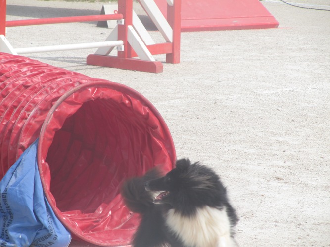 des Crocs de Provence - Concours d'agility de La Bouilladisse