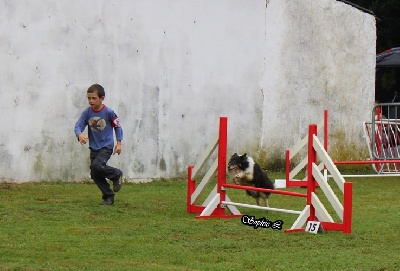 des Crocs de Provence - Concours d'agility d'Ollioules