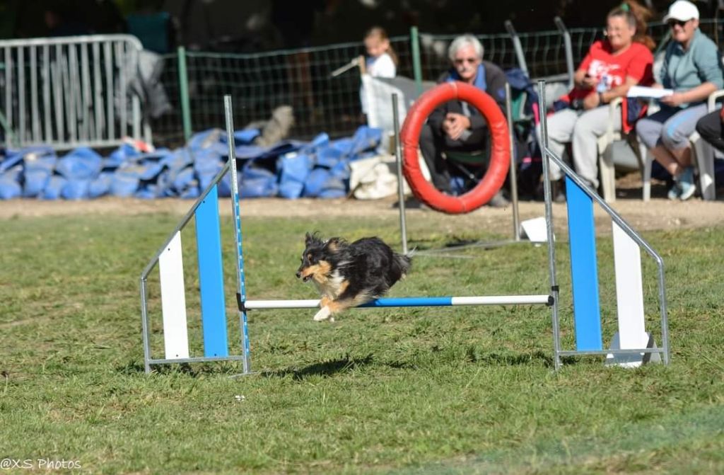 des Crocs de Provence - Concours d'agility de l'Amicale Cévenole