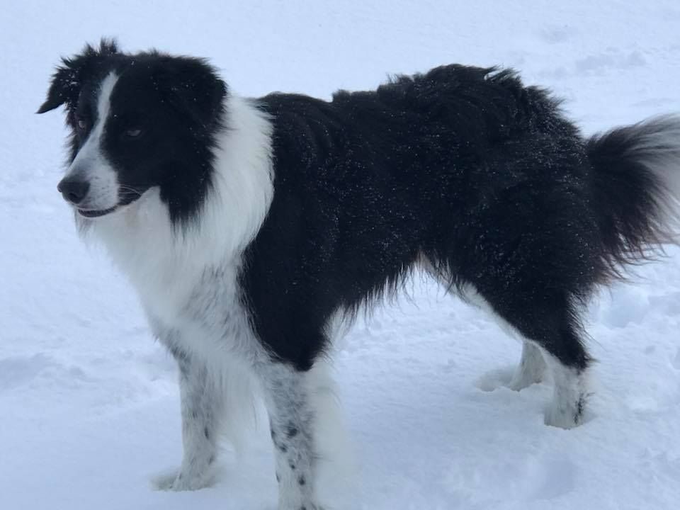 des Crocs de Provence - Border Collie - Portée née le 30/04/2018