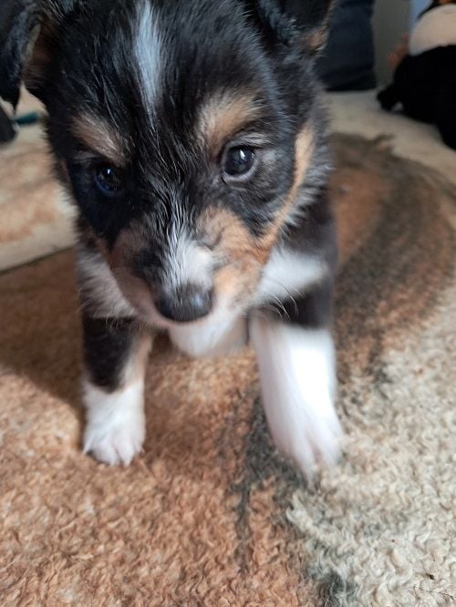 des Crocs de Provence - Shetland Sheepdog - Portée née le 29/09/2024