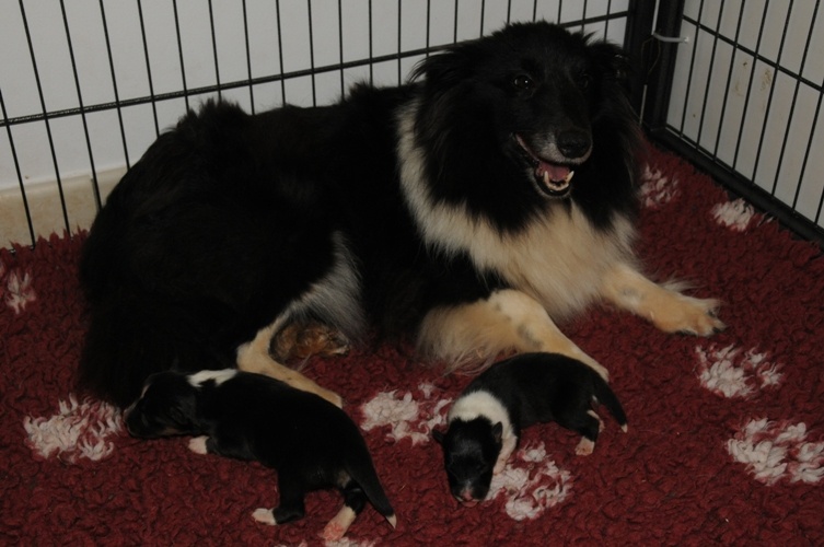 des Crocs de Provence - Shetland Sheepdog - Portée née le 14/08/2012