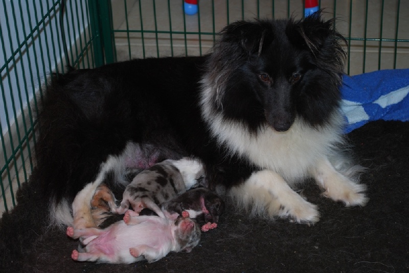 des Crocs de Provence - Shetland Sheepdog - Portée née le 29/03/2009