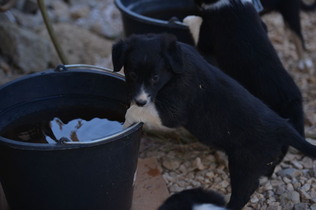 des Crocs de Provence - Border Collie - Portée née le 30/04/2017