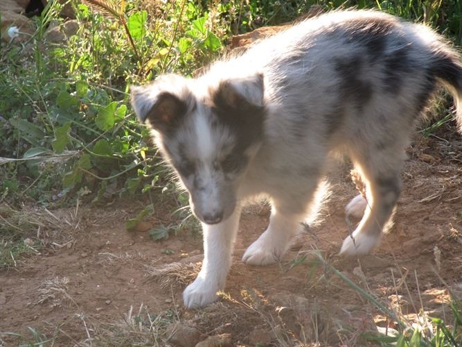 des Crocs de Provence - Shetland Sheepdog - Portée née le 13/03/2016