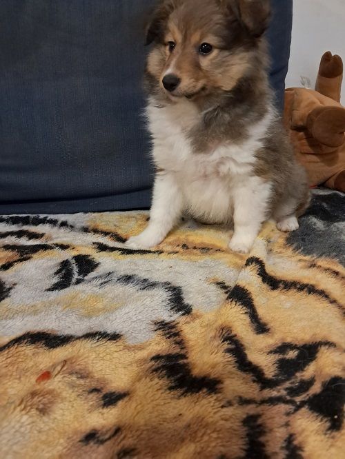 des Crocs de Provence - Chiots disponibles - Shetland Sheepdog