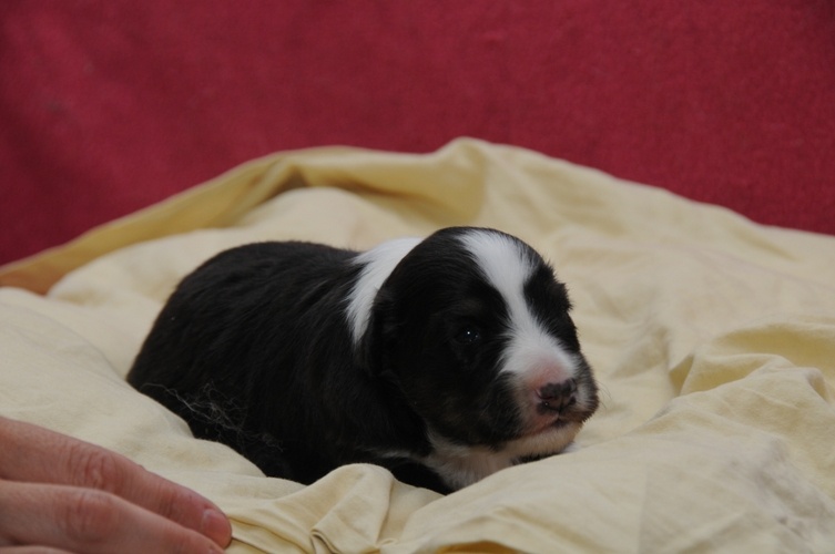 des Crocs de Provence - Shetland Sheepdog - Portée née le 19/05/2012