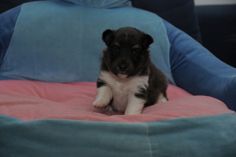 des Crocs de Provence - Shetland Sheepdog - Portée née le 06/12/2010