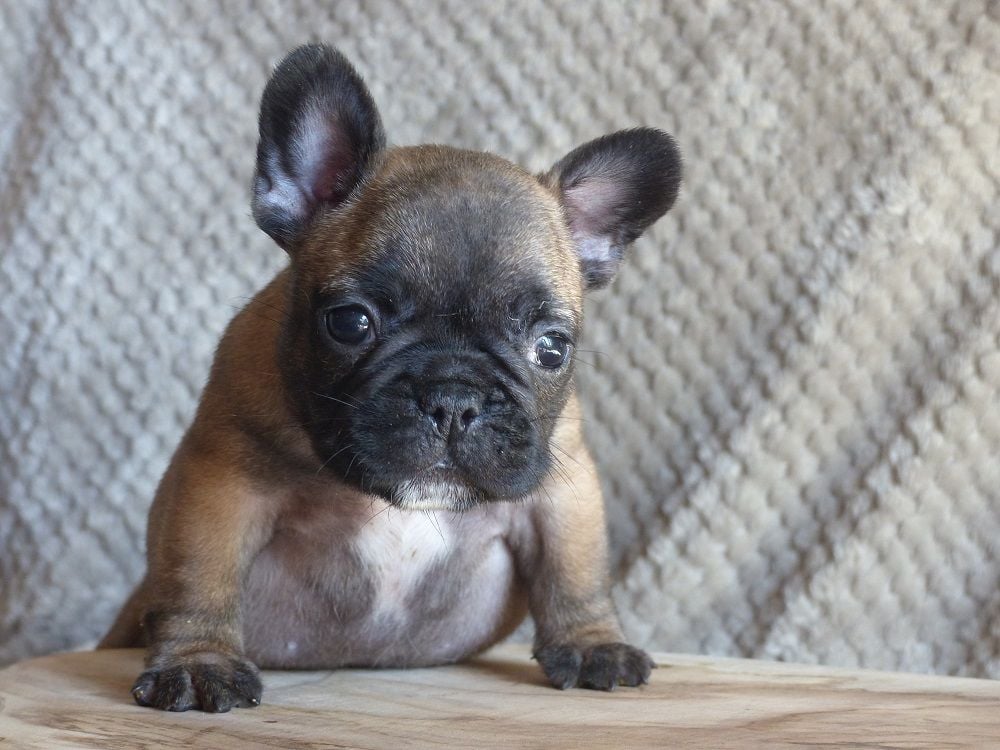 du Chevalier Gascon - Pics des Chiots....