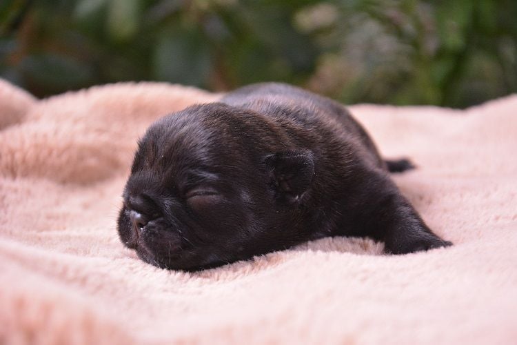 du Chevalier Gascon - Nouvelles Photos des Chiots !!!