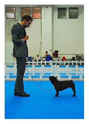 du Chevalier Gascon - De Retour du Double Dog Show de San Marin....