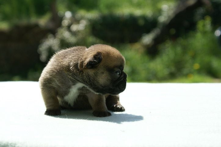 du Chevalier Gascon - Nouvelles Photos des 6 Chiots !!!!