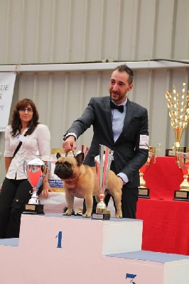 du Chevalier Gascon - CHAMPION DE FRANCE;;;;