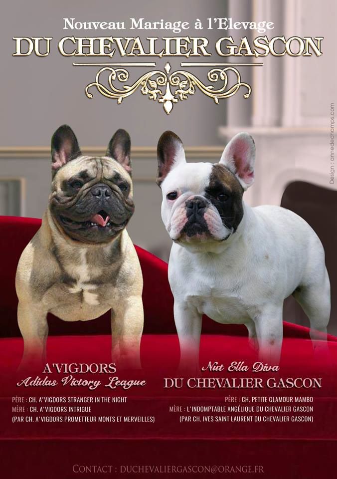 du Chevalier Gascon - Nouveau Mariage.....