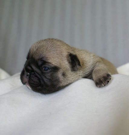 du Chevalier Gascon - Photos des Chiots en Ligne !!!!