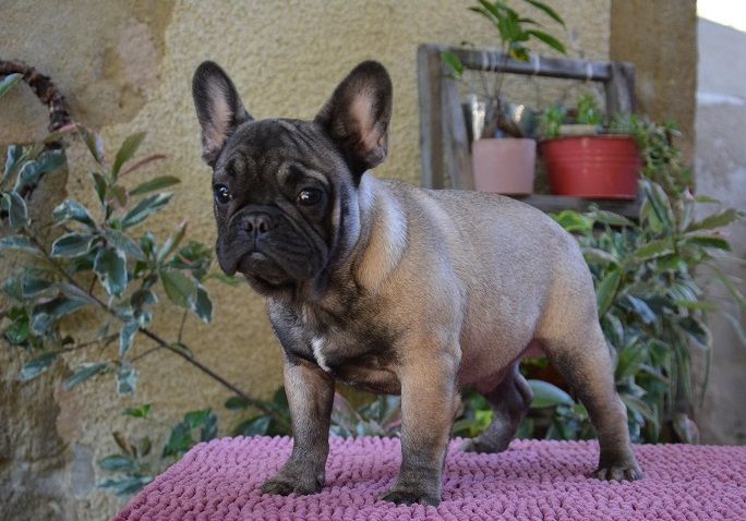 du Chevalier Gascon - Chiots Disponibles !!!