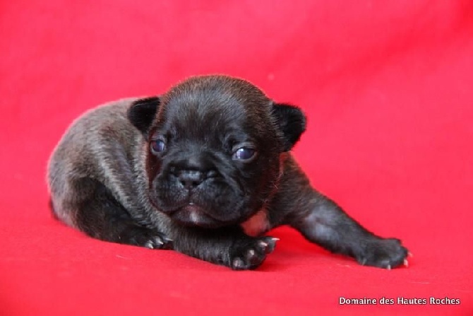 du Chevalier Gascon - Nouvelles Photos des Chiots....