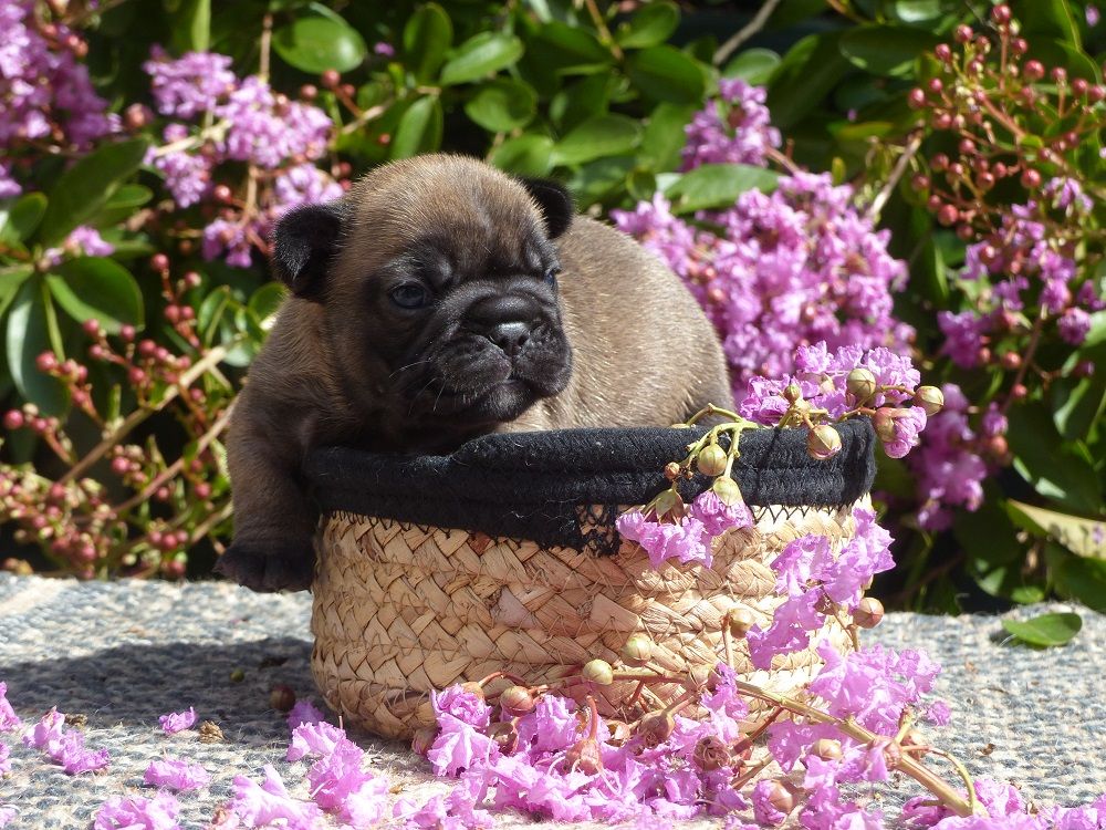 du Chevalier Gascon - Pics des Chiots....