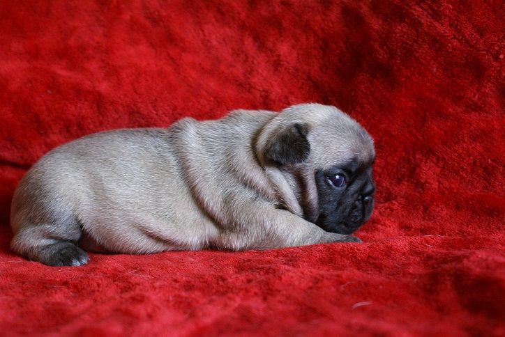 du Chevalier Gascon - Nouvelles Photos des Chiots en Ligne....